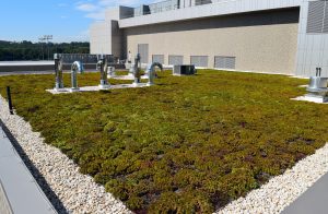 Green roof at UMBC Event Center