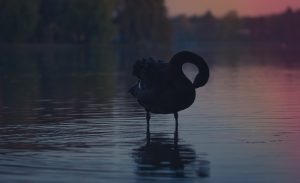 goose in water at sunset